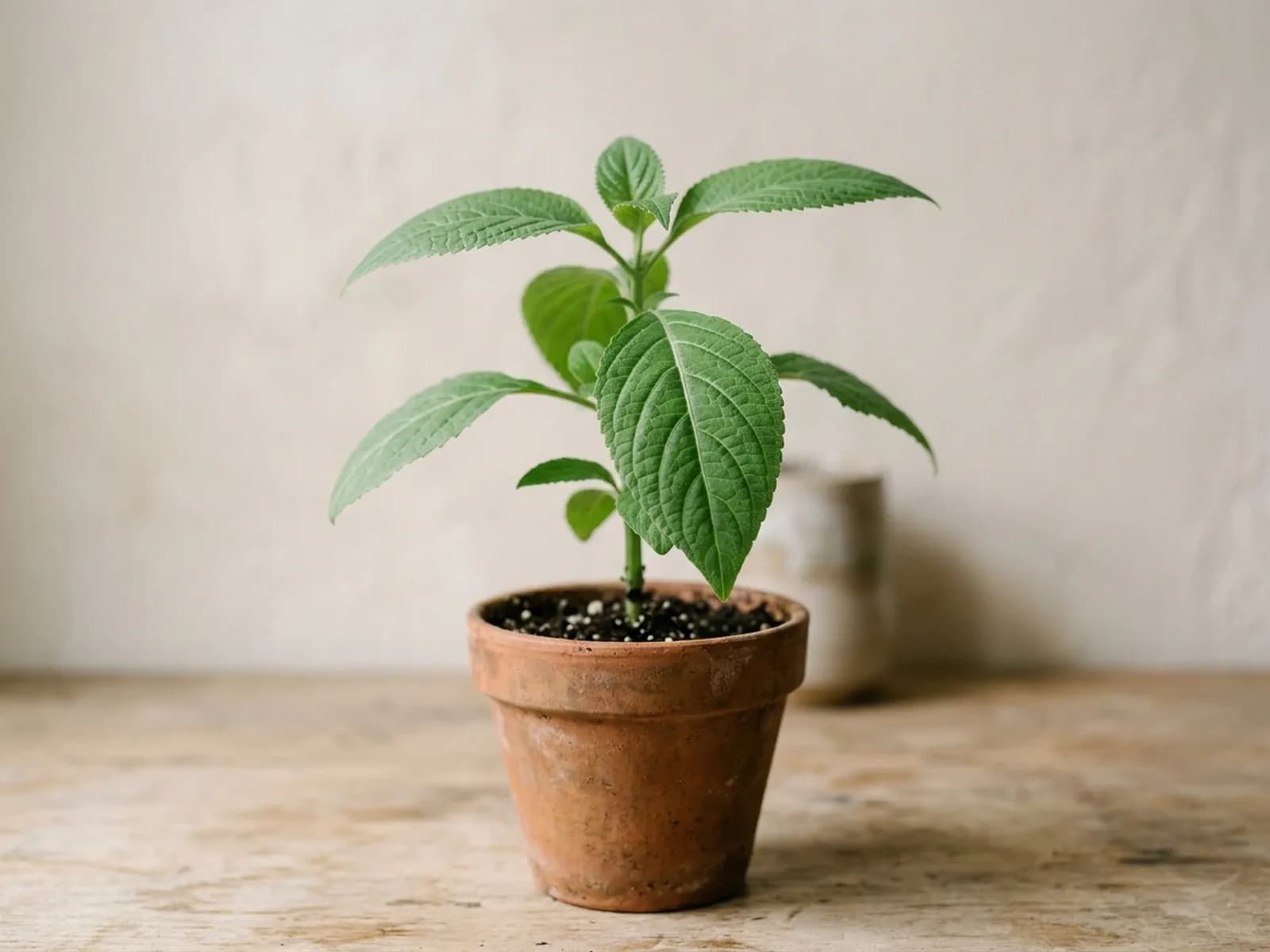Junge Salvia-divinorum-Pflanze mit breiten grünen Blättern in einem schlichten Terrakottatopf.