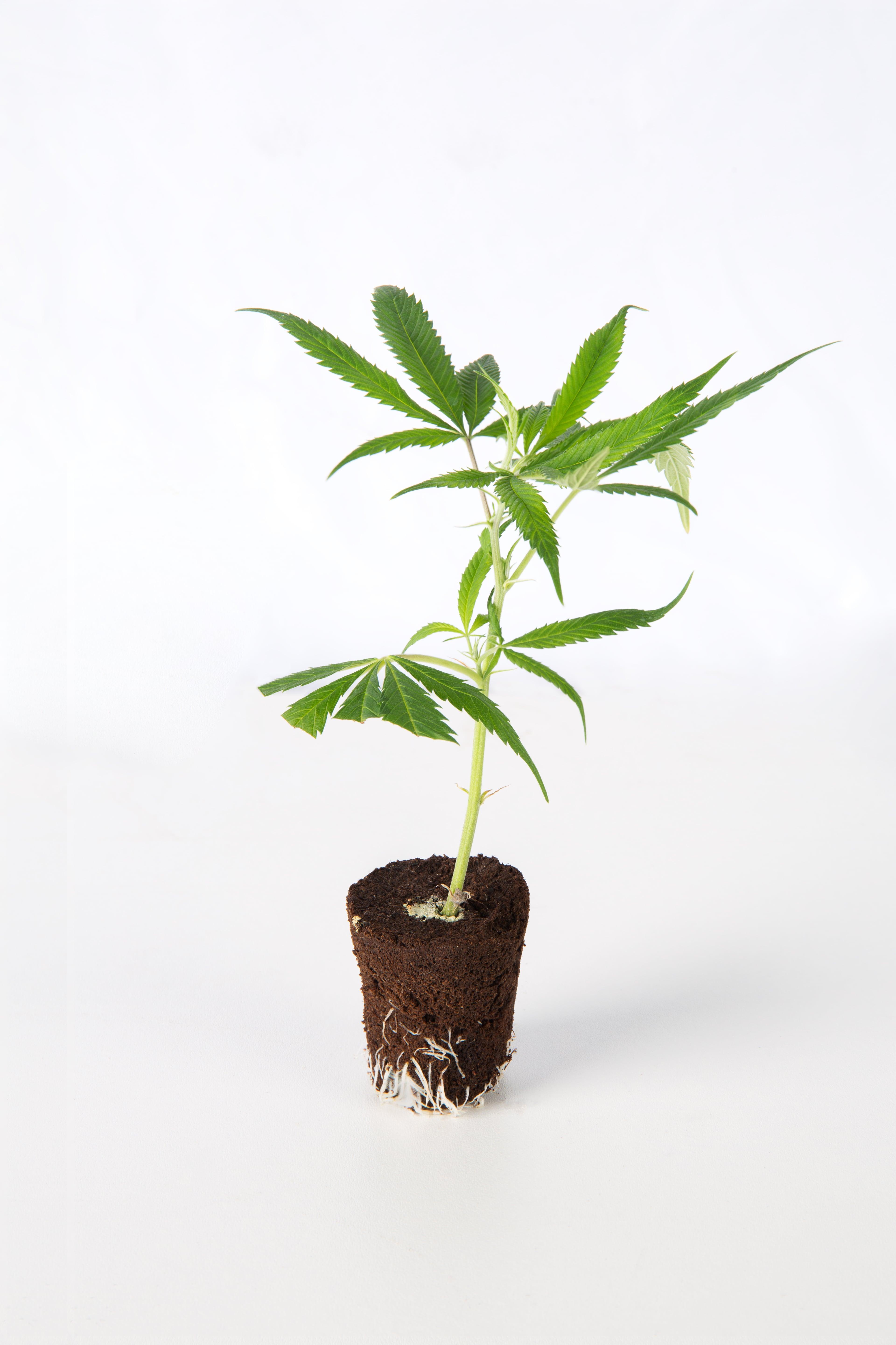 Sativa_Steckling-min.jpg