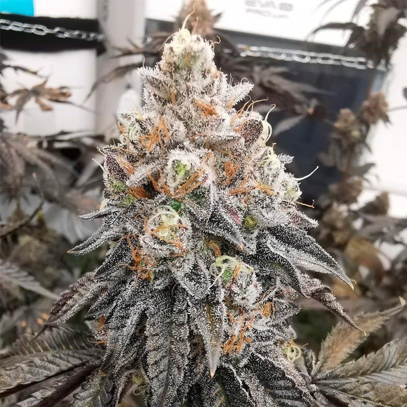 polar-gelato.