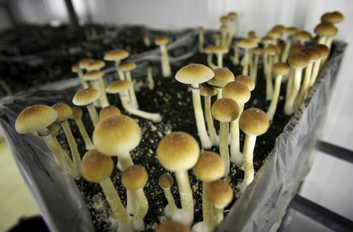 Ethnobotanik_category_01