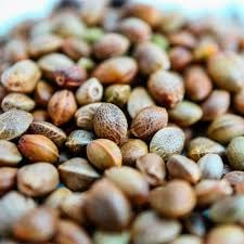 organic_seeds