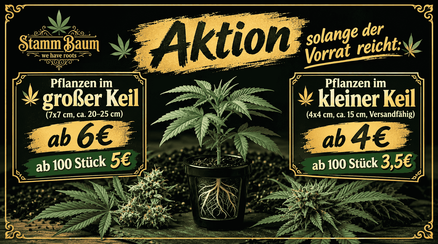 Tropicanna Banana von Barney’s Farm – feminisiertes Zierpflanzen-Saatgut mit tropisch-fruchtigem Aromaprofil und der Genetik aus Tropicanna × Banana Kush.