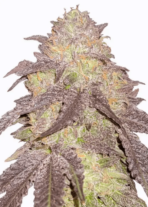 Autoflower Runtz Cannabis Pflanze mit dichten harzigen violetten Blüten
