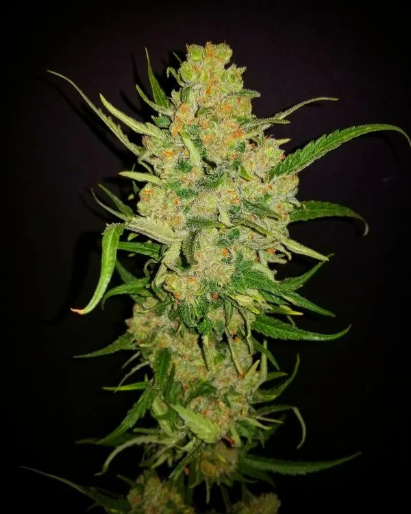 Critical-Mass