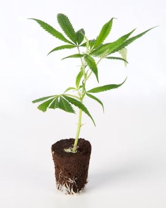Gary Payton von Barney’s Farm – feminisiertes Zierpflanzensaatgut mit markanter Genetik und charakteristischem Pflanzenbild.