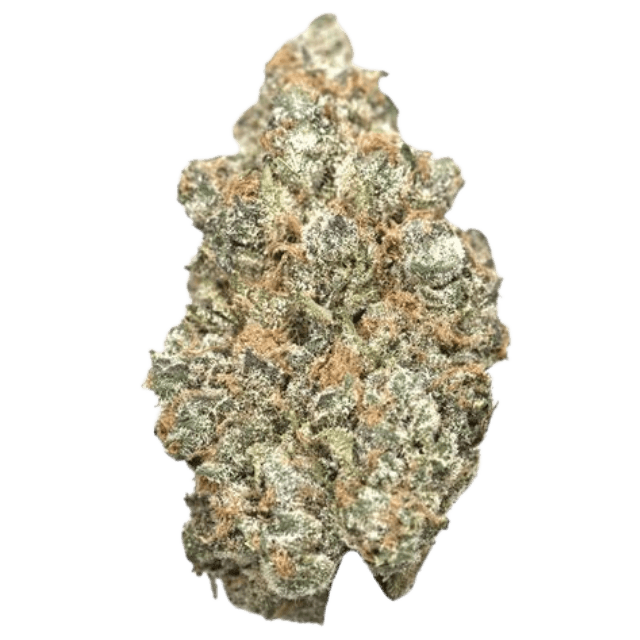 Cannabis-Pflanze der Sorte Super Boof mit dichten, harzigen Blüten, kräftigen grünen Blättern und auffälliger, kompakter Blütenstruktur in der Blütephase.
