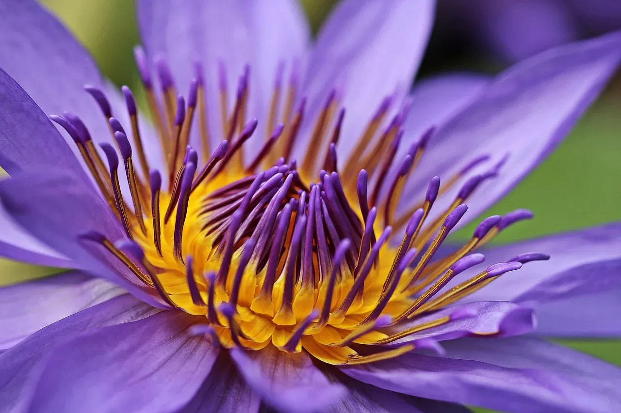 Blauer Lotus