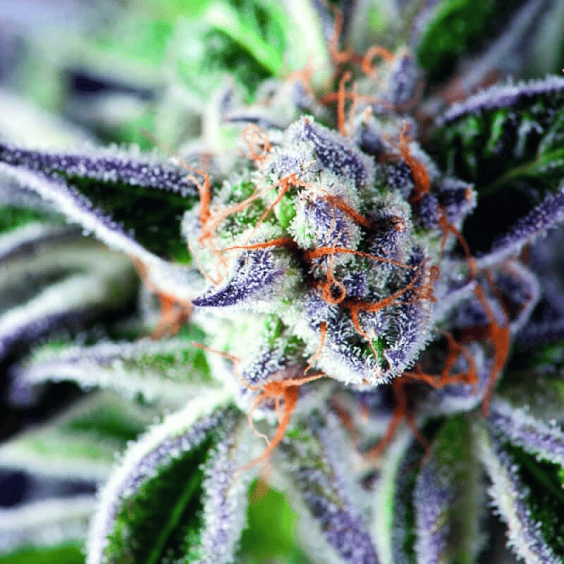 Do Si Dos Cannabis Seeds von Organic Seeds – indica-dominante US-Genetik mit harzreichen Blüten
