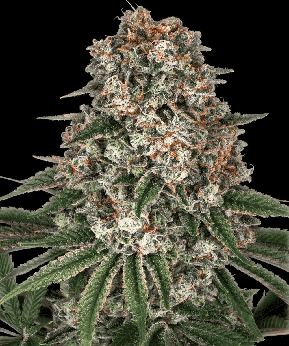 Tropicanna Banana von Barney’s Farm – feminisiertes Zierpflanzen-Saatgut mit tropisch-fruchtigem Aromaprofil und der Genetik aus Tropicanna × Banana Kush.