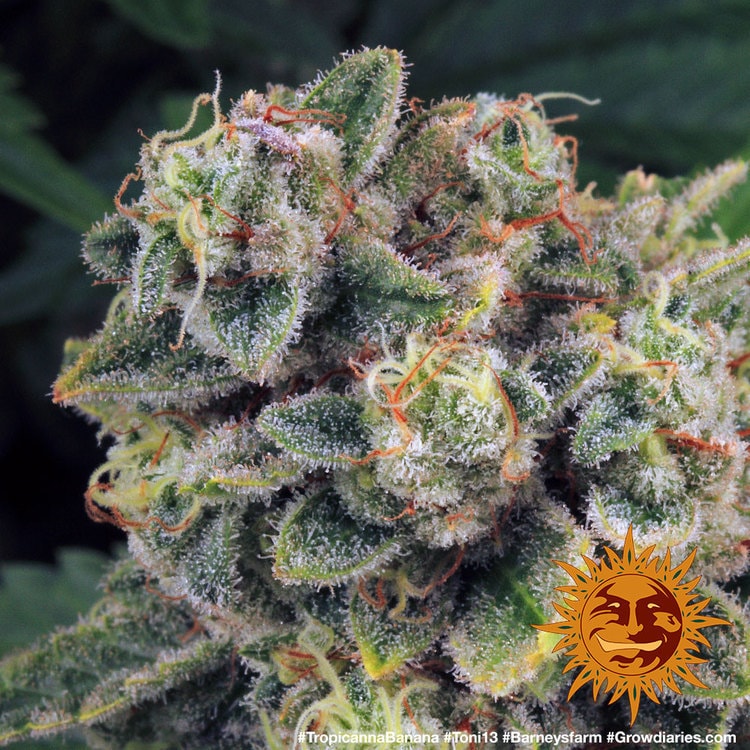 Tropicanna Banana von Barney’s Farm – feminisiertes Zierpflanzen-Saatgut mit tropisch-fruchtigem Aromaprofil und der Genetik aus Tropicanna × Banana Kush.