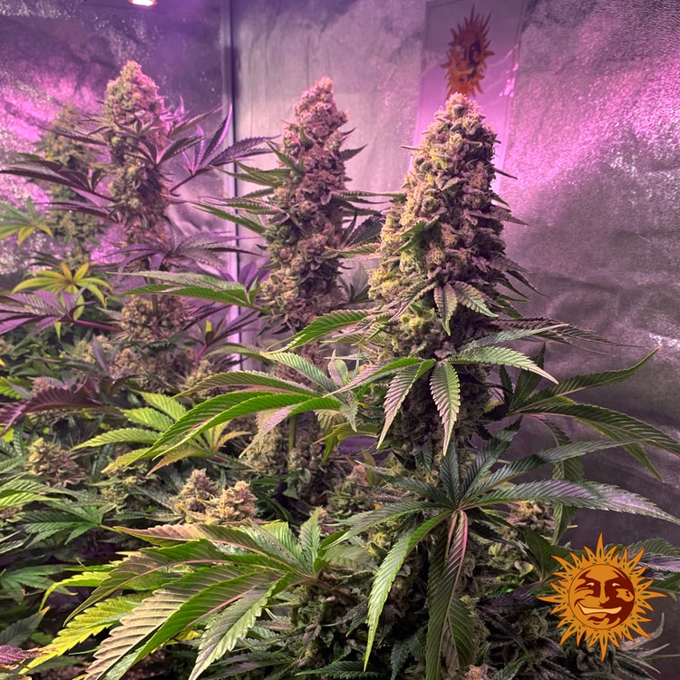 Tropicanna Banana von Barney’s Farm – feminisiertes Zierpflanzen-Saatgut mit tropisch-fruchtigem Aromaprofil und der Genetik aus Tropicanna × Banana Kush.