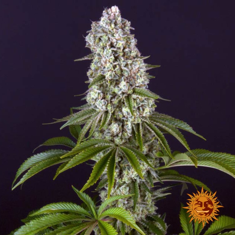 Tropicanna Banana von Barney’s Farm – feminisiertes Zierpflanzen-Saatgut mit tropisch-fruchtigem Aromaprofil und der Genetik aus Tropicanna × Banana Kush.
