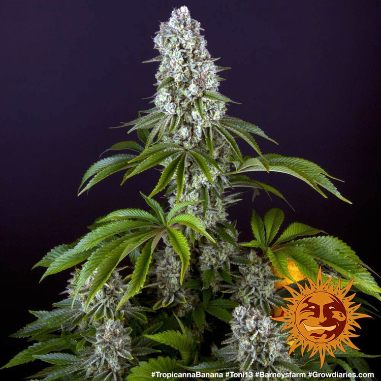 Tropicanna Banana von Barney’s Farm – feminisiertes Zierpflanzen-Saatgut mit tropisch-fruchtigem Aromaprofil und der Genetik aus Tropicanna × Banana Kush.