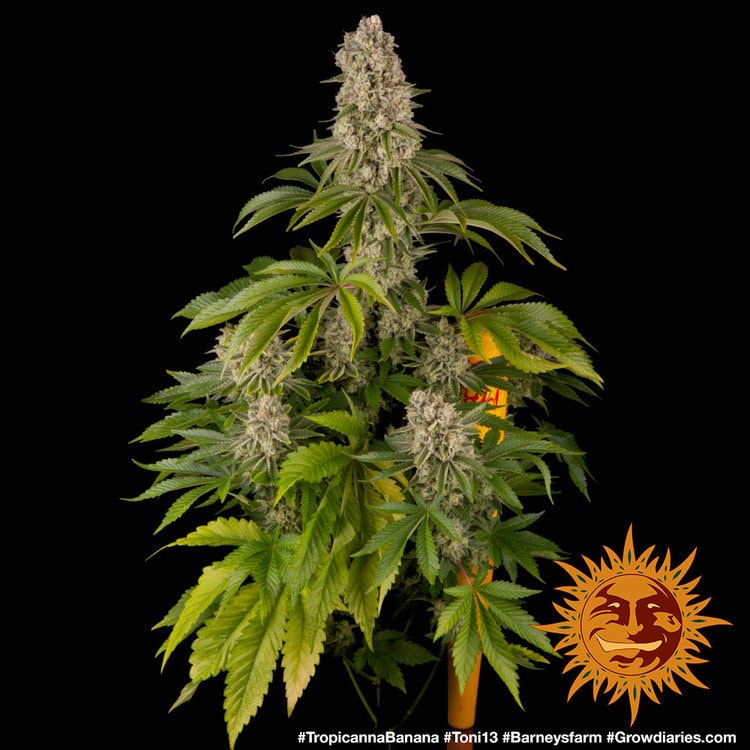 Tropicanna Banana von Barney’s Farm – feminisiertes Zierpflanzen-Saatgut mit tropisch-fruchtigem Aromaprofil und der Genetik aus Tropicanna × Banana Kush.