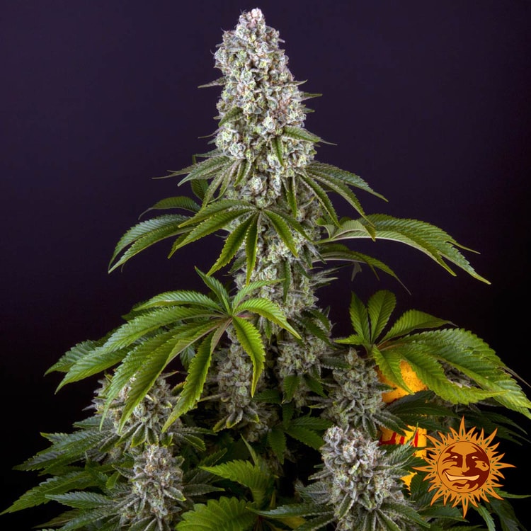 Tropicanna Banana von Barney’s Farm – feminisiertes Zierpflanzen-Saatgut mit tropisch-fruchtigem Aromaprofil und der Genetik aus Tropicanna × Banana Kush.