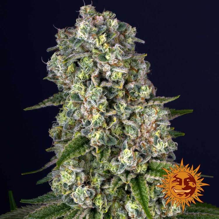 Tropicanna Banana von Barney’s Farm – feminisiertes Zierpflanzen-Saatgut mit tropisch-fruchtigem Aromaprofil und der Genetik aus Tropicanna × Banana Kush.
