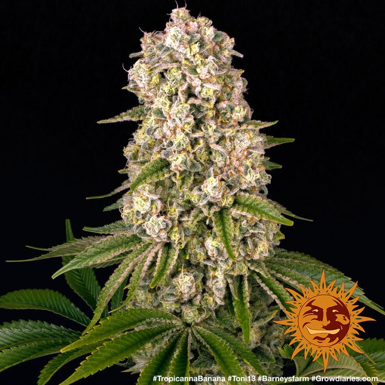 Tropicanna Banana von Barney’s Farm – feminisiertes Zierpflanzen-Saatgut mit tropisch-fruchtigem Aromaprofil und der Genetik aus Tropicanna × Banana Kush.