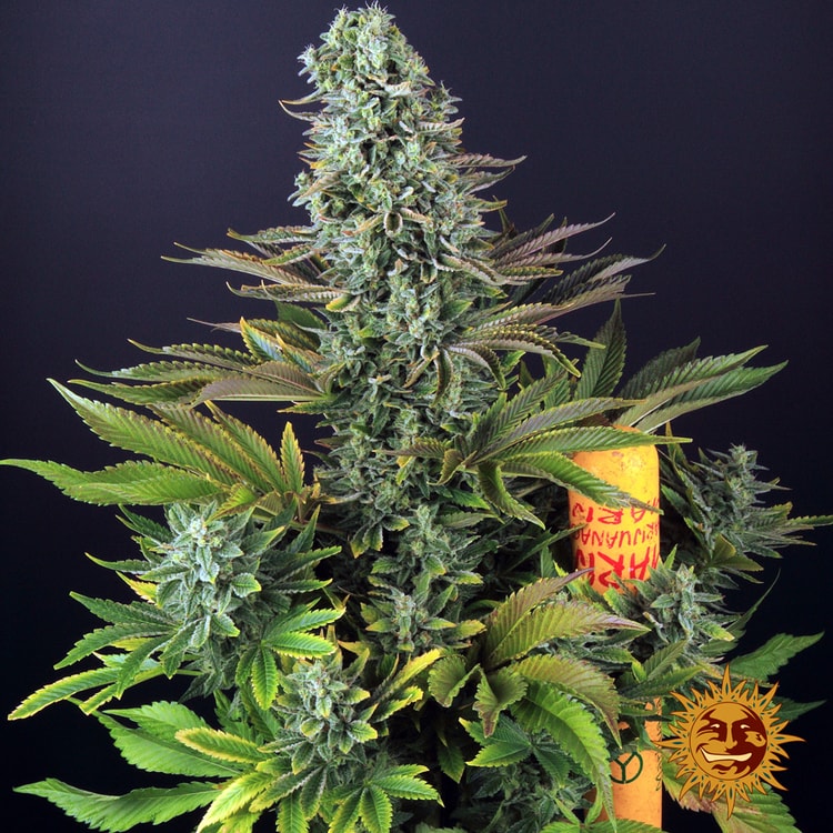 Tropicanna Banana von Barney’s Farm – feminisiertes Zierpflanzen-Saatgut mit tropisch-fruchtigem Aromaprofil und der Genetik aus Tropicanna × Banana Kush.