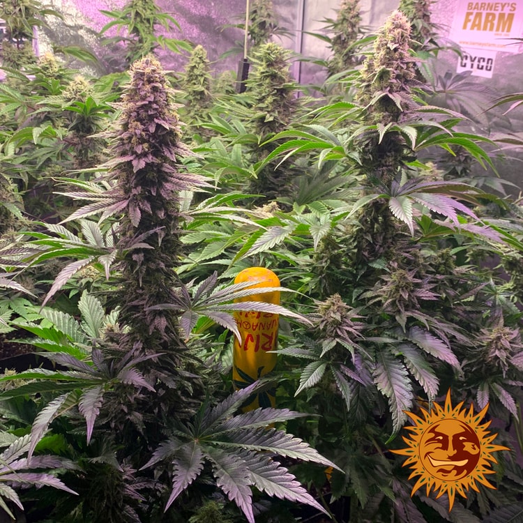 Tropicanna Banana von Barney’s Farm – feminisiertes Zierpflanzen-Saatgut mit tropisch-fruchtigem Aromaprofil und der Genetik aus Tropicanna × Banana Kush.