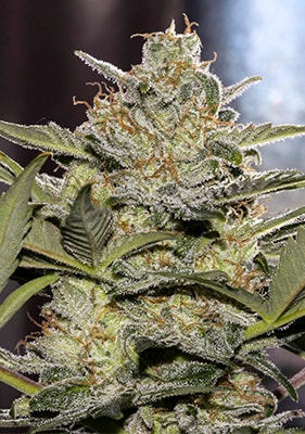 Auto Critical Cannabis Blüten dicht harzig orangefarbene Pistillen kompakte Buds Detailaufnahme