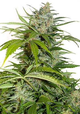 Autoflower Sämling der Sorte Blue Dream mit kompaktem, gesundem Wuchs, kräftig grünen Blättern und stabiler Entwicklung in der frühen Wachstumsphase unter kontrolliertem Licht.