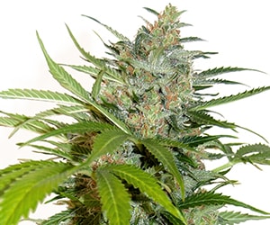Autoflower Blue Dream mit kompaktem, gesundem Wuchs, kräftig grünen Blättern und stabiler Entwicklung in der frühen Wachstumsphase unter kontrollierter Beleuchtung.