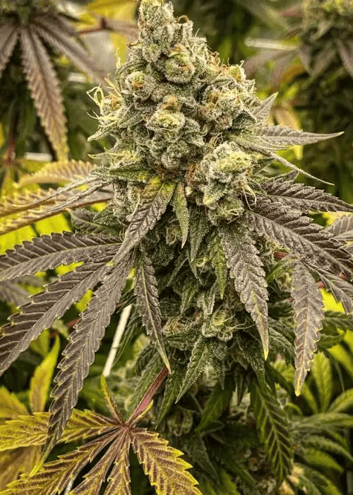 Auto Girl Scout Cookies