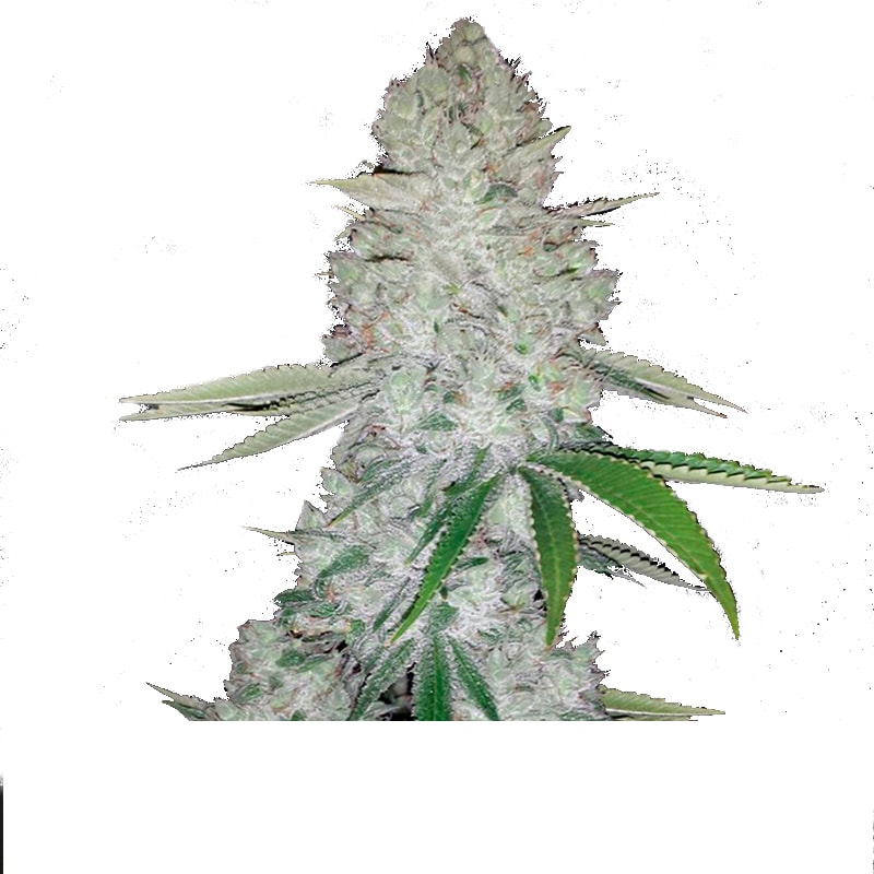 Autoflower-Pflanze der Sorte Gorilla Glue in der Blütephase mit dichten, harzigen Blüten, kräftigem, kompaktem Wuchs und gesundem grünen Blattwerk unter Indoor-Beleuchtung.
