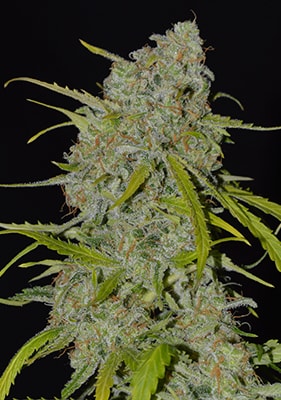 Cannabispflanze der Sorte Autoflower Mimosa in der Blütephase mit kompakten, harzigen Blüten, kräftigem Wuchs und teils orangefarbenen Blütenakzenten unter Indoor-Licht.