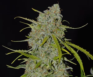 Autoflower Mimosa mit dichten, harzigen Blüten, Zitrusaroma und hohem THC-Gehalt – Autoflower Sorte für Indoor und Outdoor