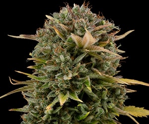 Autoflower Permanent Marker Blüte – dichte, harzige Cannabisblüten in der Reifephase unter Indoor-Growlicht