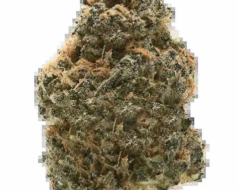 Auto Wedding Cake Blüte – dichte, harzige Cannabisblüten in der Reifephase mit süßlichem Aroma im Indoor-Grow unter LED-Licht