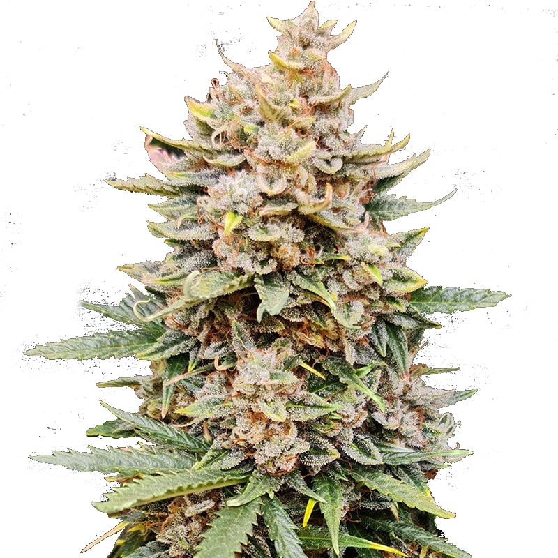 Cannabispflanze der Sorte Orange Zkittlez mit kompakten, harzigen Blüten und kräftig grünen bis leicht violett gefärbten Blättern, in der Blütephase unter kontrollierter Beleuchtung.