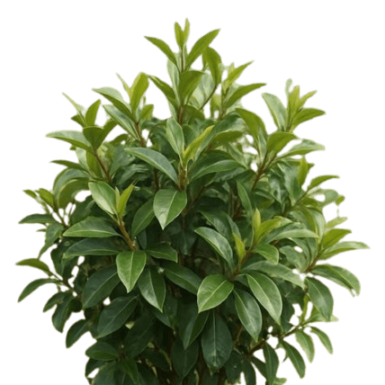 Khat-Pflanze (Catha edulis) mit grünen, ovalen Blättern und verholzten Zweigen in natürlicher Umgebung.