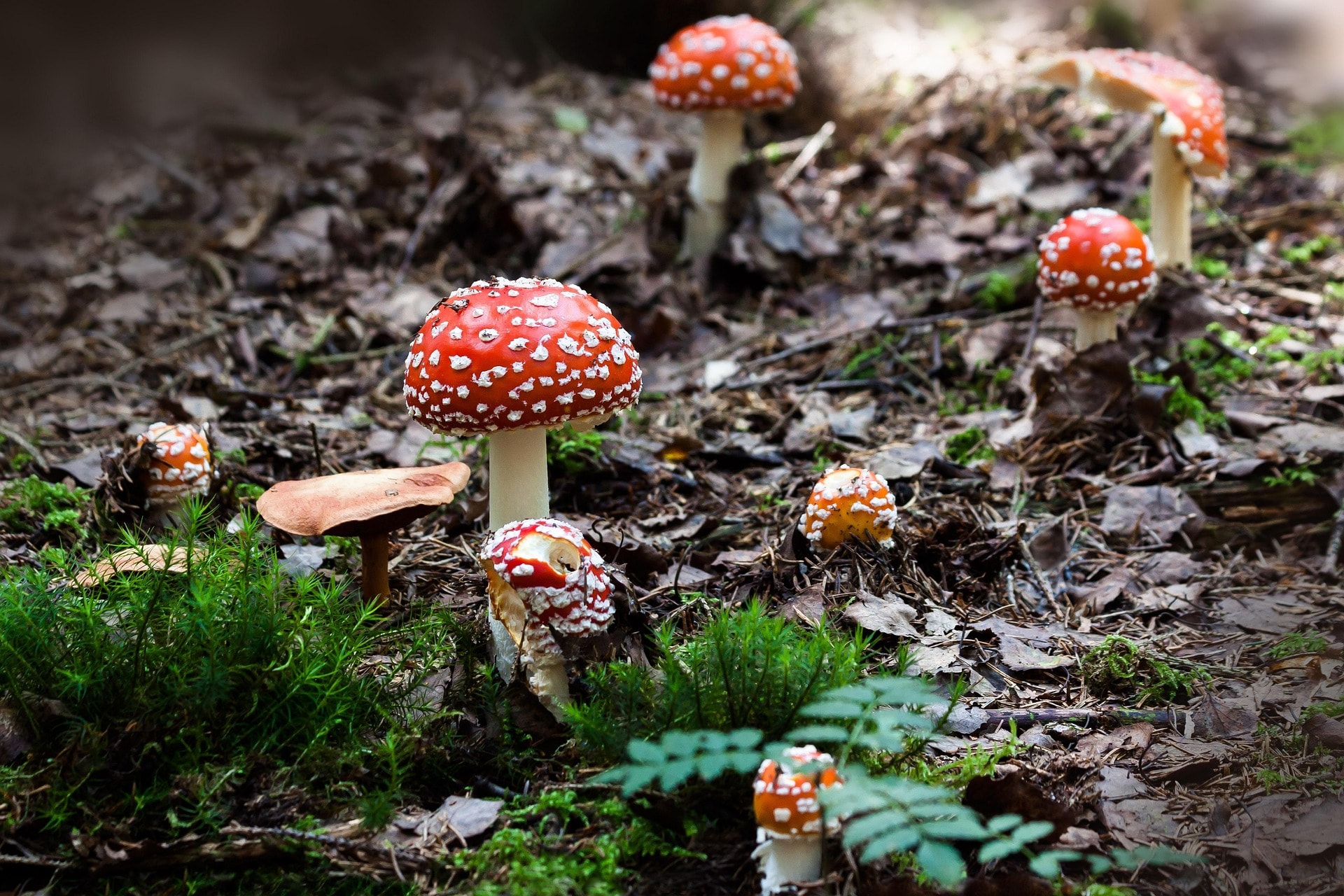 Fliegenpilz
