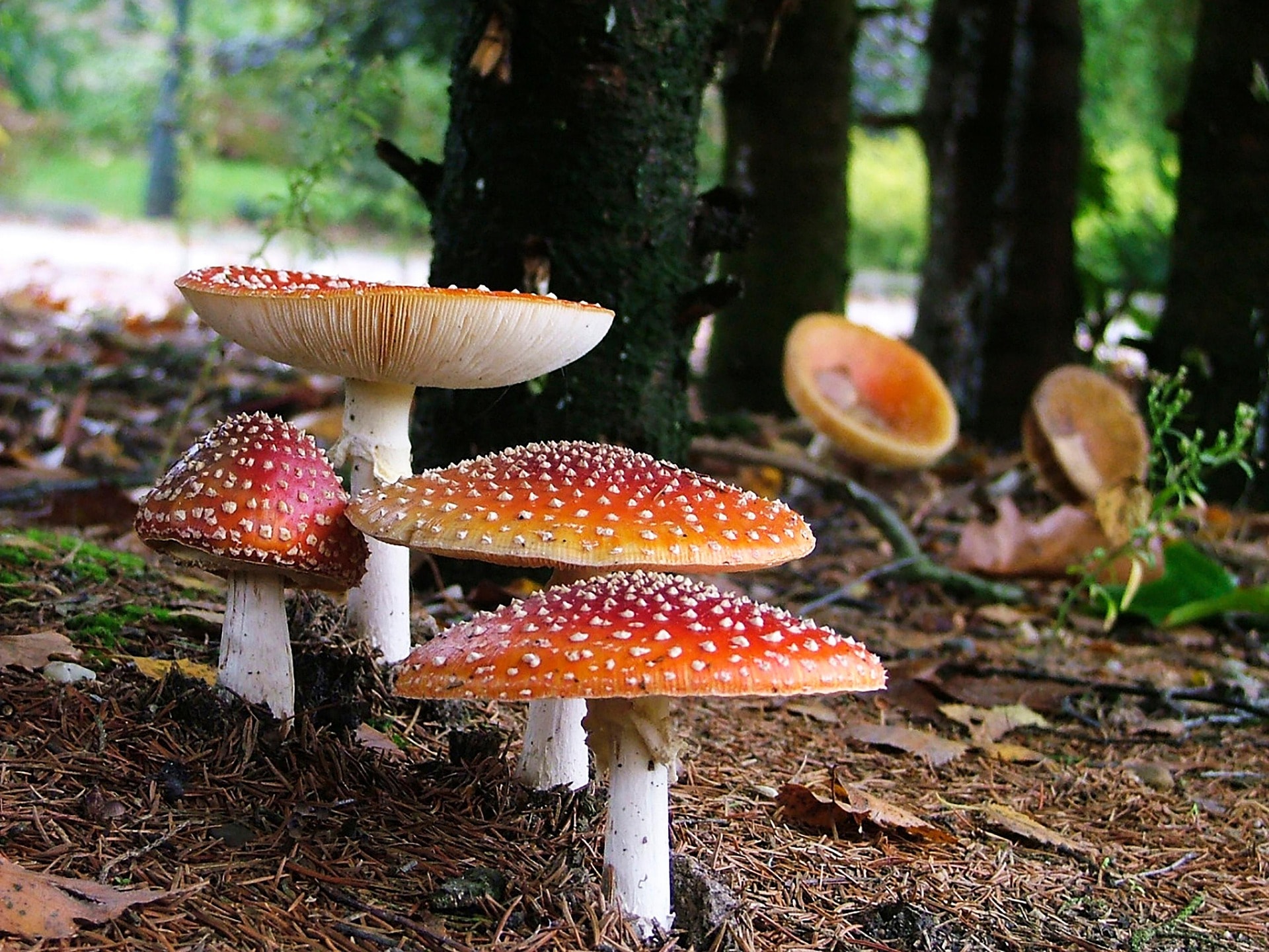 Fliegenpilz