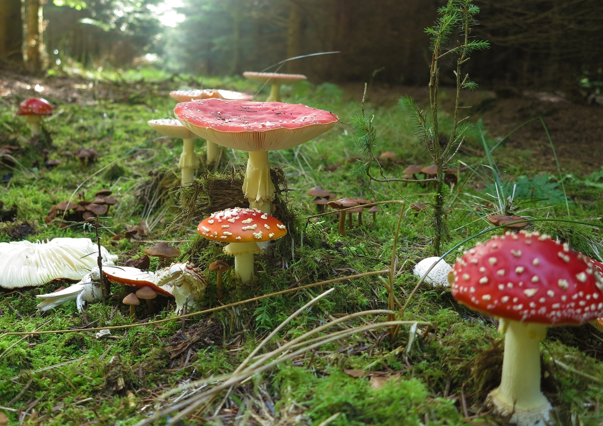 Fliegenpilz