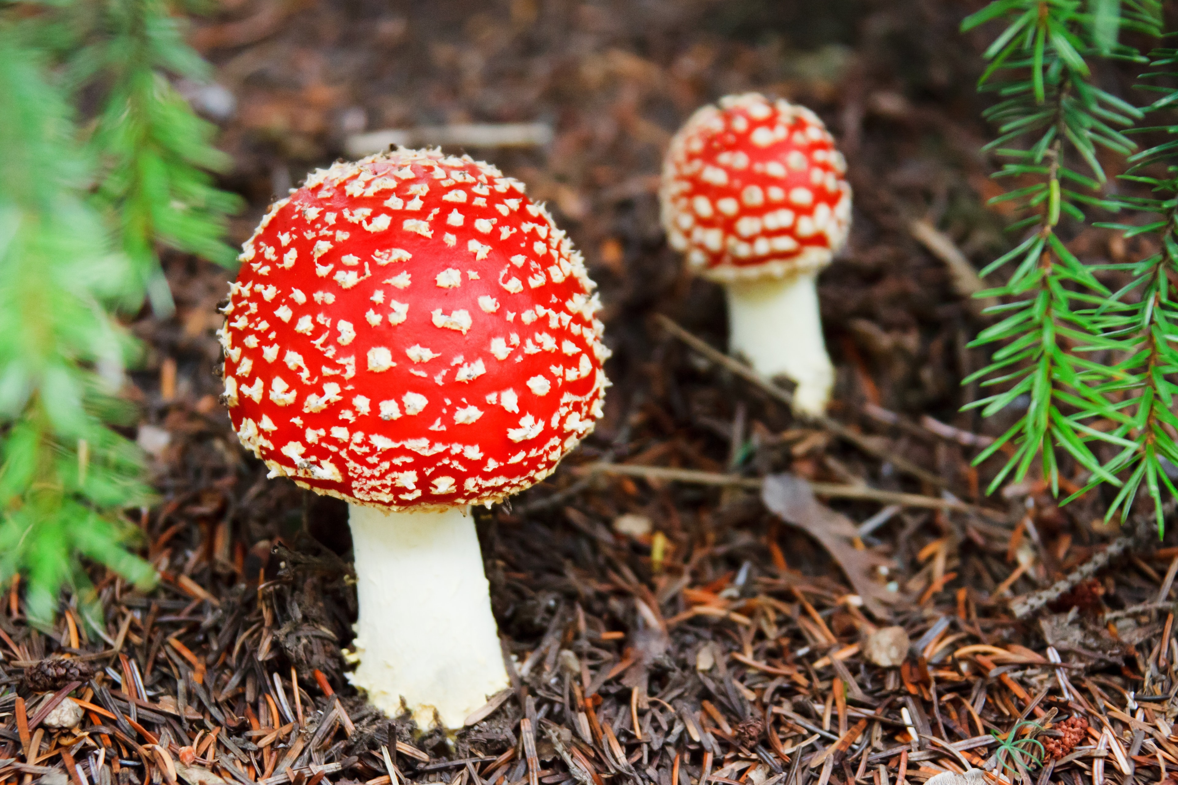 Fliegenpilz