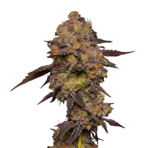 Autoflower-Pflanze der Sorte Gary Payton in einer Indoor-Anbauumgebung, kompakter Wuchs mit kräftig grünen Blättern und sichtbarer Blütenbildung in der Blütephase unter künstlicher Beleuchtung.