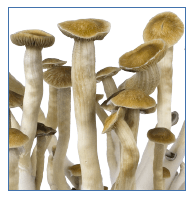 Easygrowkit Cubensis Thai