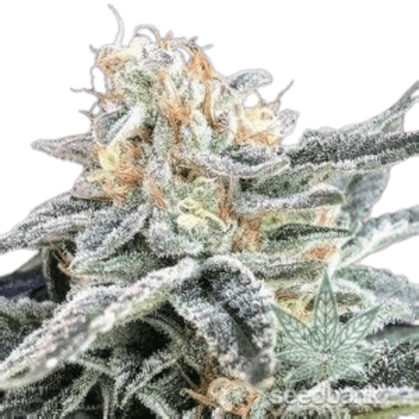 Makroaufnahme einer Orange-Zkittlez-Cannabisblüte mit leuchtend orangenen Pistillen, hellgrünen Blättern und stark harziger Trichomschicht.