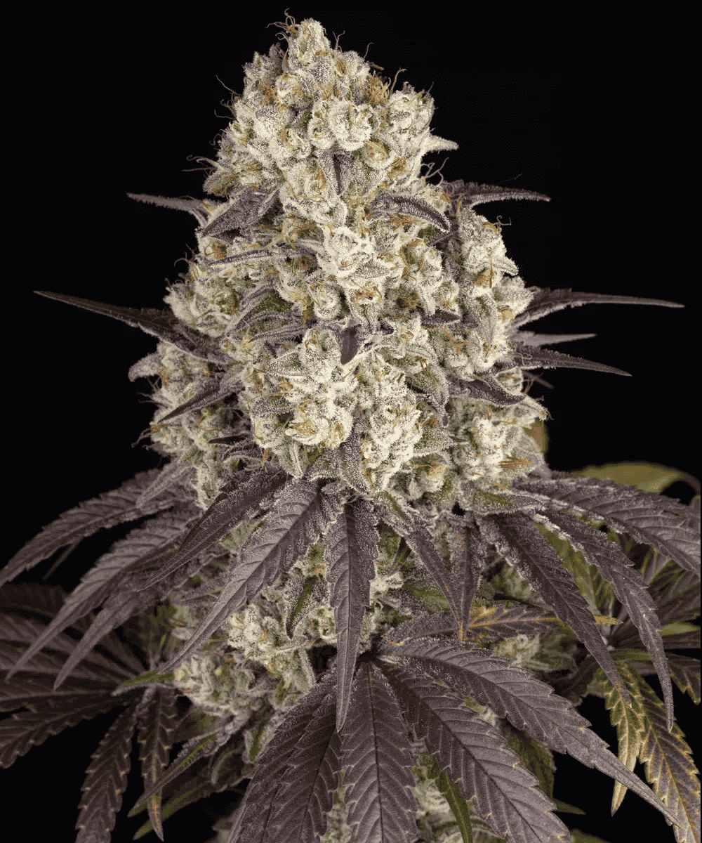 Gary Payton von Barney’s Farm – feminisiertes Zierpflanzen mit markanter Genetik und charakteristischem Pflanzenbild.
