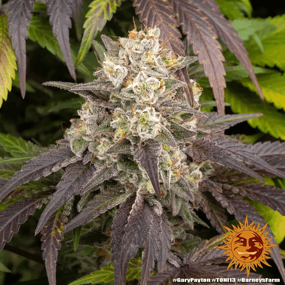 Gary Payton von Barney’s Farm – feminisiertes Zierpflanzen mit markanter Genetik und charakteristischem Pflanzenbild.
