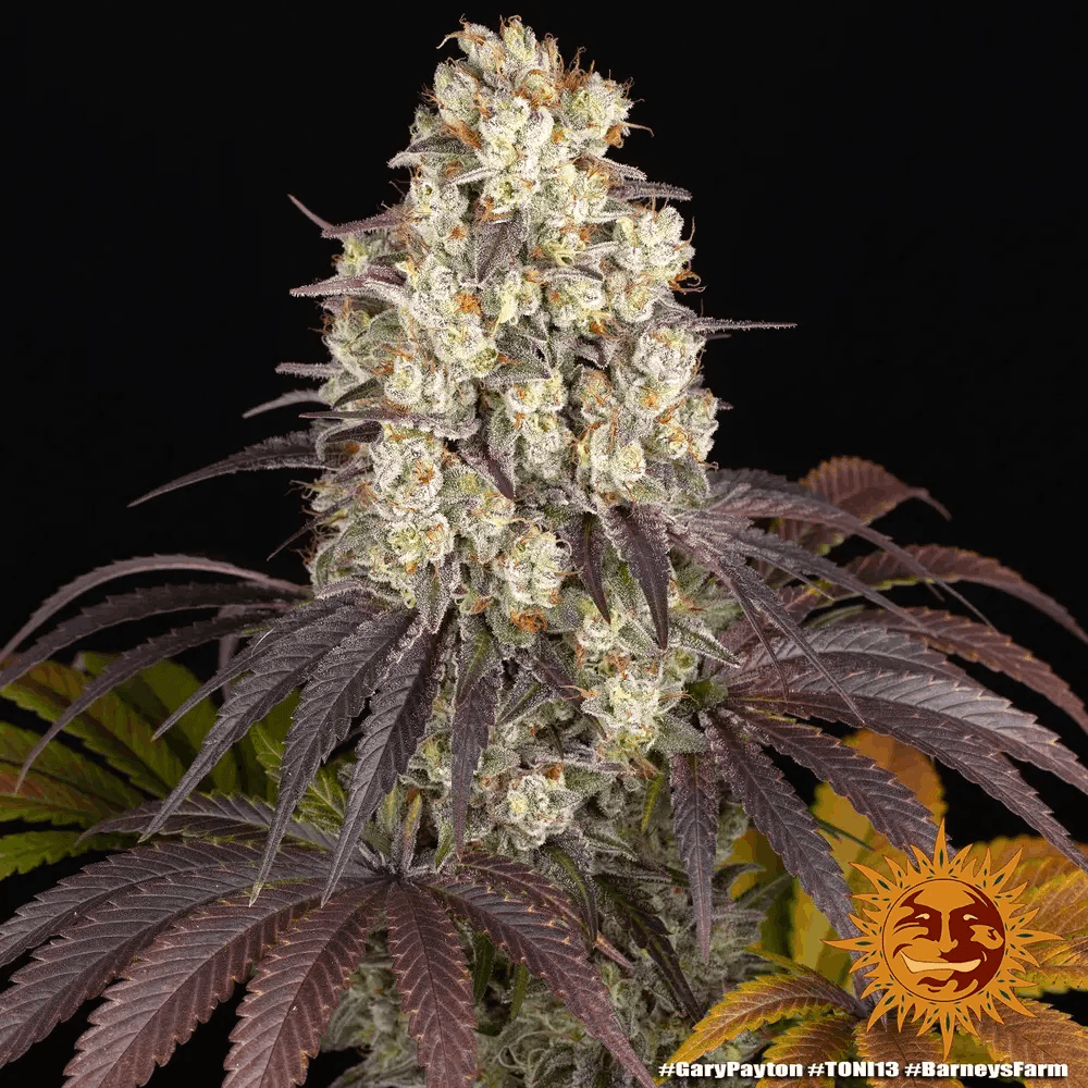 Gary Payton von Barney’s Farm – feminisiertes Zierpflanzen mit markanter Genetik und charakteristischem Pflanzenbild.