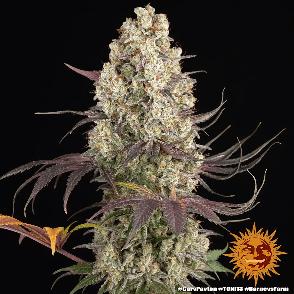 Gary Payton von Barney’s Farm – feminisiertes Zierpflanzen mit markanter Genetik und charakteristischem Pflanzenbild.