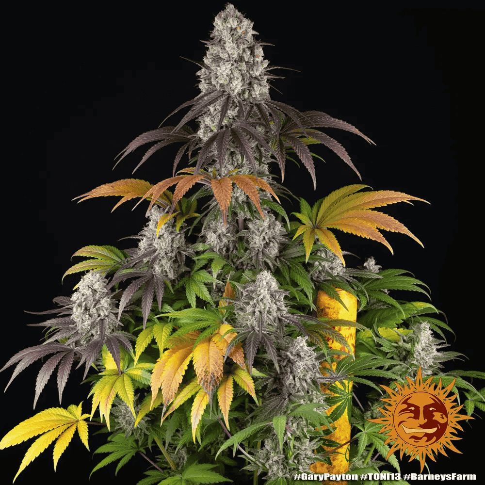 Gary Payton von Barney’s Farm – feminisiertes Zierpflanzen mit markanter Genetik und charakteristischem Pflanzenbild.