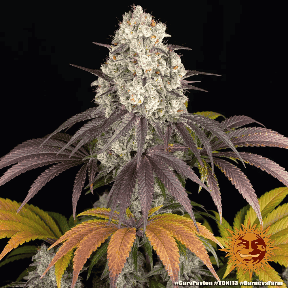 Gary Payton von Barney’s Farm – feminisiertes Zierpflanzen mit markanter Genetik und charakteristischem Pflanzenbild.