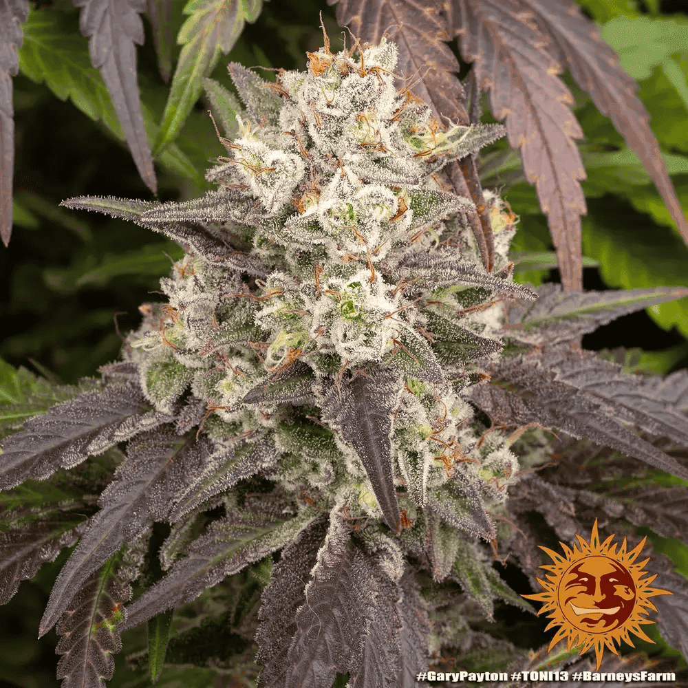Gary Payton von Barney’s Farm – feminisiertes Zierpflanzen mit markanter Genetik und charakteristischem Pflanzenbild.