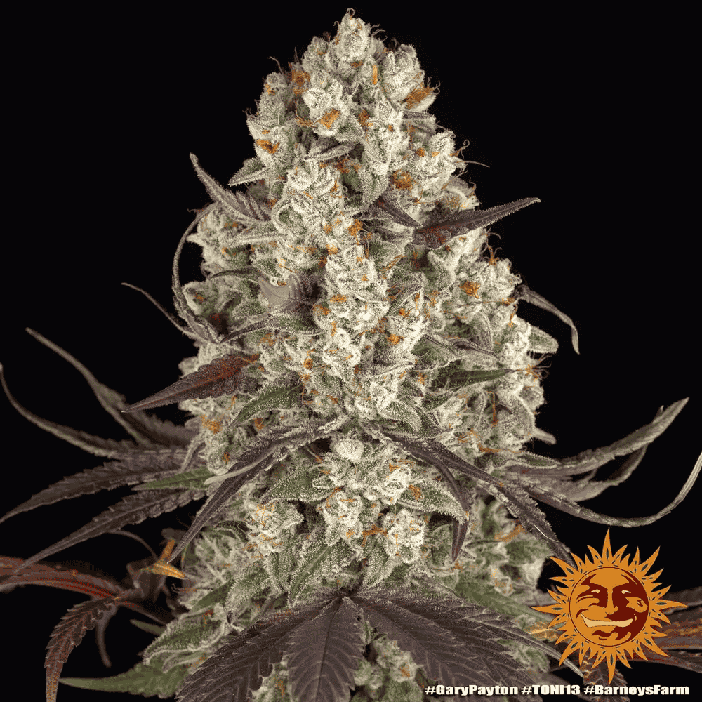 Gary Payton von Barney’s Farm – feminisiertes Zierpflanzen mit markanter Genetik und charakteristischem Pflanzenbild.