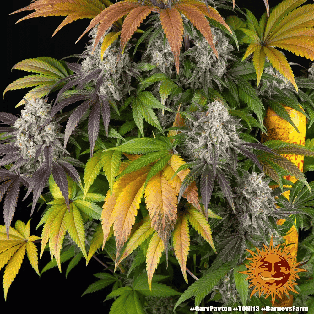 Gary Payton von Barney’s Farm – feminisiertes Zierpflanzen mit markanter Genetik und charakteristischem Pflanzenbild.